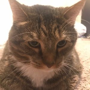 Meet your Posher, Addison